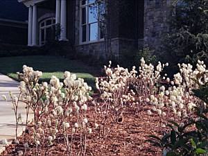 Landscape Maintenance, Acworth, GA