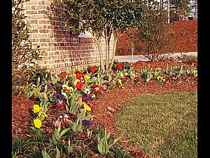 Landscaping, Dallas, GA