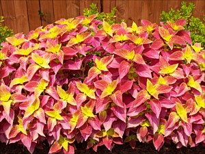 Garden Plants