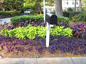 Plant Garden